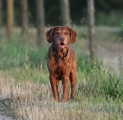 Bailey August 2013